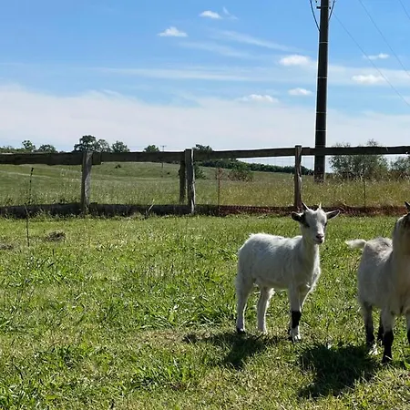 Apartmán Neu Renoviert: 11 Mit Grosser Wohnkueche, Mitten In Der Neu Gaarz